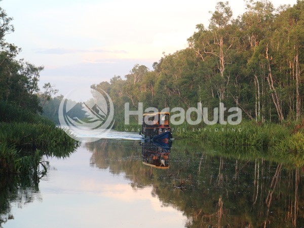 Galeri Paket Wisata Open Trip Taman Nasional Tanjung Puting 07