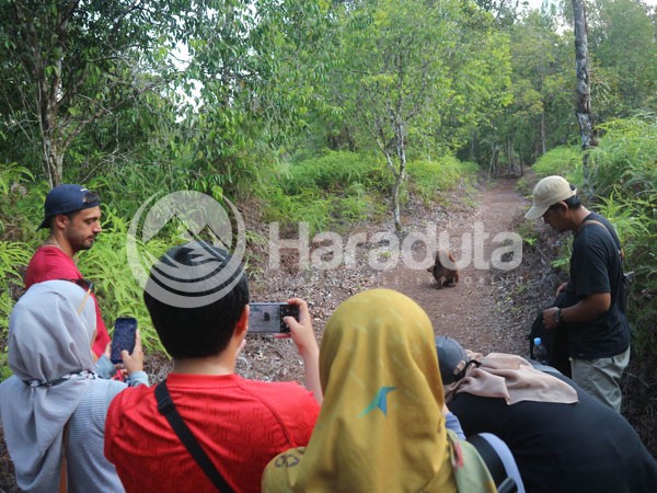 Galeri Paket Wisata Open Trip Taman Nasional Tanjung Puting 22